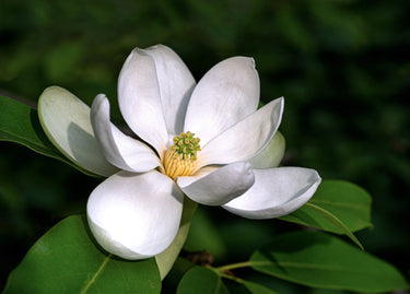 10 SWEETBAY MAGNOLIA Virginiana TREE Shrub Native Sweet Bay, White Bay, Laurel Magnolia - White 3